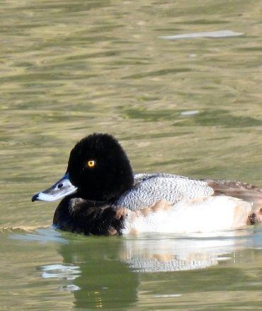 Pato boludo menor, 'Aythya affinis' en el Cañón de Fernández