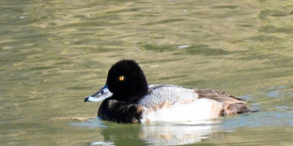 Pato boludo menor, 'Aythya affinis' en el Cañón de Fernández