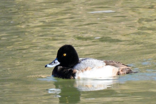 Pato boludo menor, 'Aythya affinis' en el Cañón de Fernández
