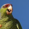 Loro corona lila Amazona finschi Instituto Tecnológico de La Laguna