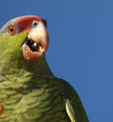 Loro corona lila Amazona finschi Instituto Tecnológico de La Laguna