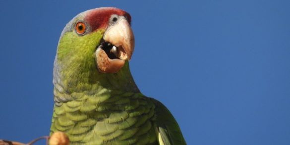 Loro corona lila Amazona finschi Instituto Tecnológico de La Laguna