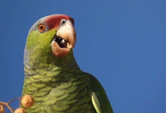 Loro corona lila Amazona finschi Instituto Tecnológico de La Laguna