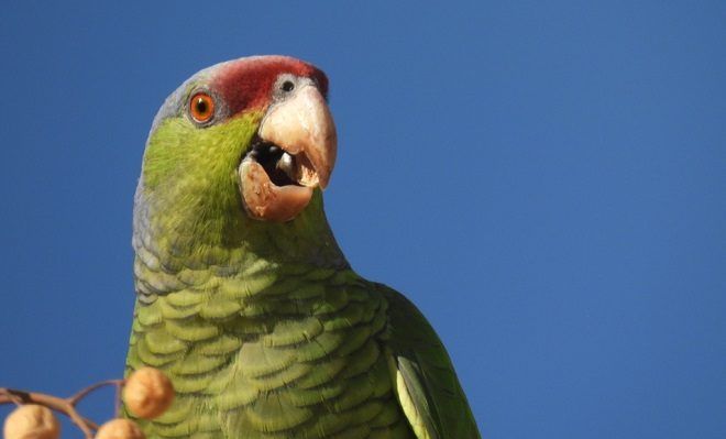 Loro corona lila Amazona finschi Instituto Tecnológico de La Laguna