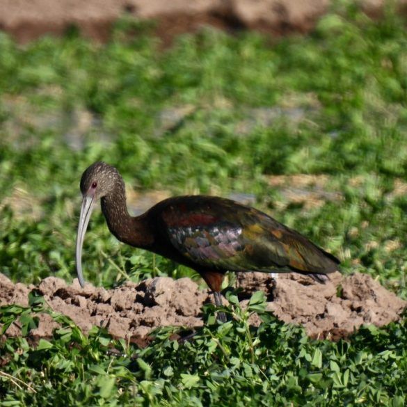 Ibis de ojos rojos en el Ejido La Partida Francisco Valdés Perezgasga