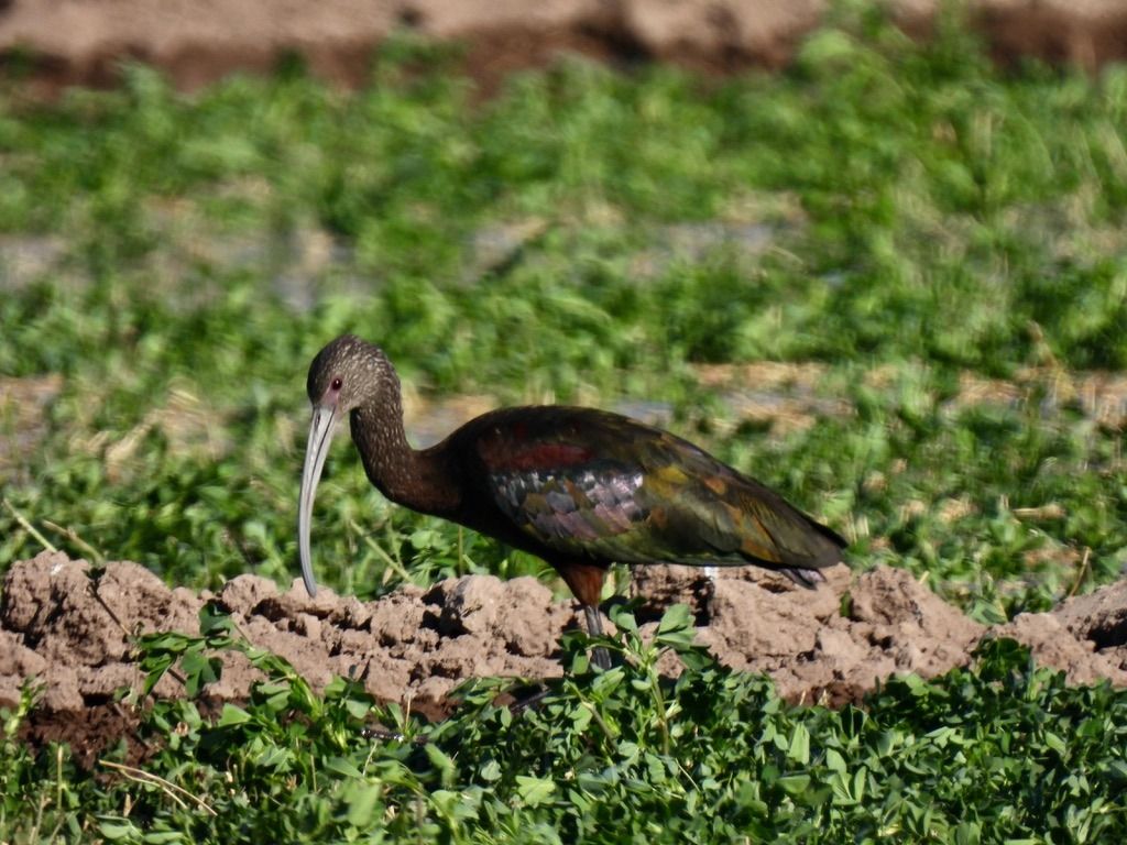 Ibis de ojos rojos en el Ejido La Partida Francisco Valdés Perezgasga