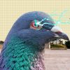Plaga de Palomas