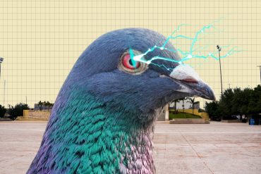 Plaga de Palomas