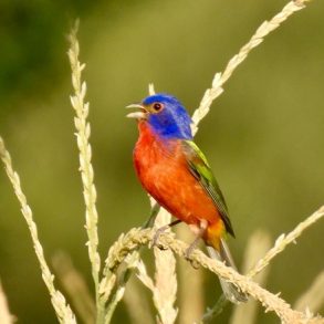 Colorín sietecolores sobre planta de maíz