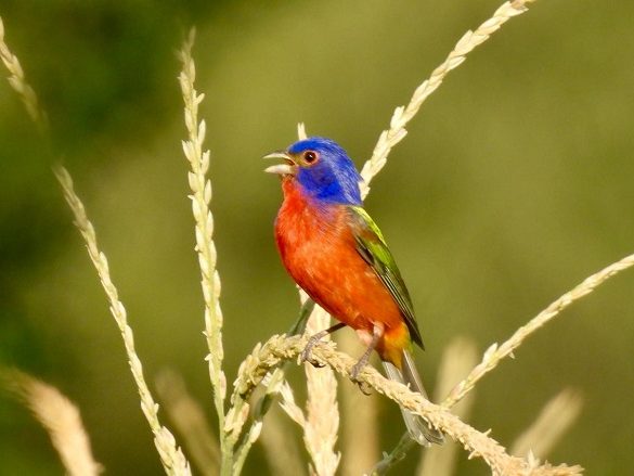 Colorín sietecolores sobre planta de maíz