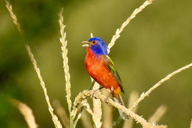 Colorín sietecolores sobre planta de maíz