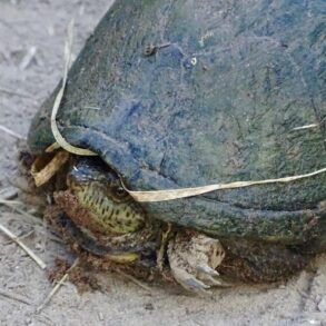 Tortuga casquito de los presiones en medio de un camino en el Canon de Fernandez