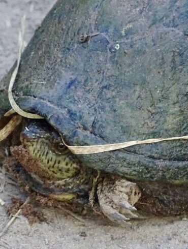 Tortuga casquito de los presiones en medio de un camino en el Canon de Fernandez
