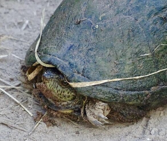 Tortuga casquito de los presiones en medio de un camino en el Canon de Fernandez