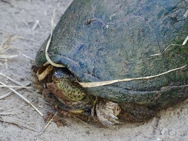 Tortuga casquito de los presiones en medio de un camino en el Canon de Fernandez