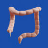 Colon ilustración
