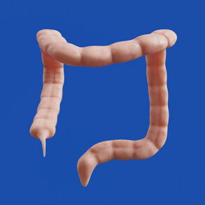 Colon ilustración